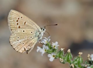 Anormal okgzl (Polyommatus admetus)