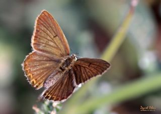 Anormal okgzl (Polyommatus admetus)