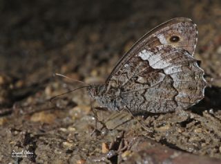 G�ney K�z�lmele�i&nbsp;(Hipparchia&nbsp;senthes)