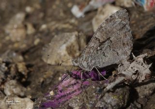 Mersin K�z�lmele�i&nbsp;(Hipparchia&nbsp;mersina)