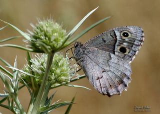 Aa Karamelei (Hipparchia statilinus)