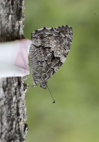 Byk Karamelek (Hipparchia syriaca)