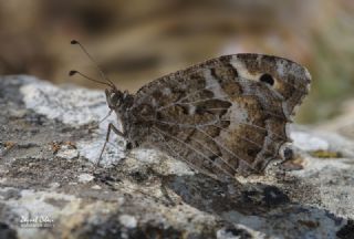 Step Cad�s�&nbsp;(Chazara&nbsp;anthe)