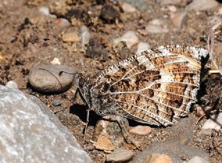 Step Cads (Chazara anthe)