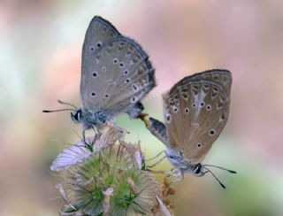 Anormal okgzl (Polyommatus admetus)