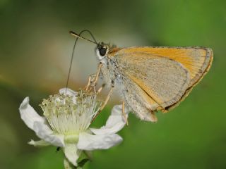 Sar� Antenli Z�pz�p&nbsp;(Thymelicus&nbsp;sylvestris)