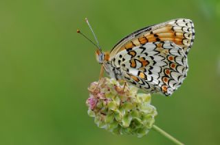 Benekli Byk parhan (Melitaea phoebe)