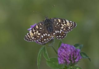 Benekli Byk parhan (Melitaea phoebe)