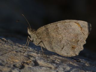 Cad (Chazara briseis)