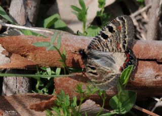 Yalanc Apollo (Archon apollinus)