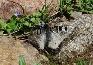 Yalanc Apollo (Archon apollinus)