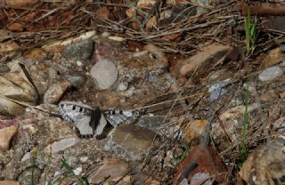 Yalanc� Apollo&nbsp;(Archon&nbsp;apollinus)