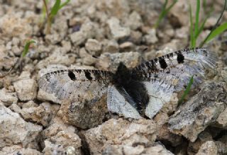 Yalanc Apollo (Archon apollinus)