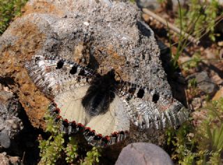 Yalanc Apollo (Archon apollinus)