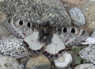 Yalanc Apollo (Archon apollinus)