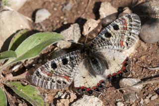 Yalanc Apollo (Archon apollinus)