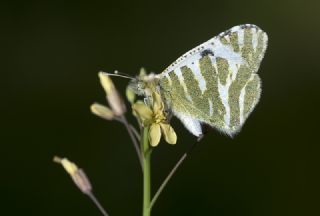 Akdeniz Oyklosu (Euchloe belemia)