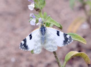 Akdeniz Oyklosu (Euchloe belemia)