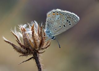 okgzl Kk Turan Mavisi (Polyommatus cornelius)