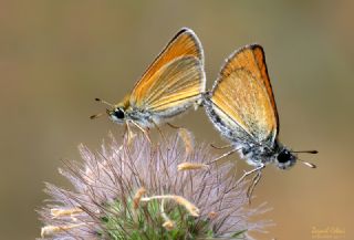 Siyah Antenli Zpzp (Thymelicus lineolus)