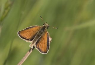 Siyah Antenli Zpzp (Thymelicus lineolus)