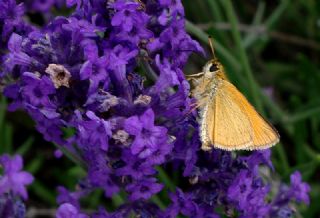 Siyah Antenli Zpzp (Thymelicus lineolus)