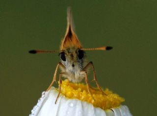 Siyah Antenli Z�pz�p&nbsp;(Thymelicus&nbsp;lineolus)