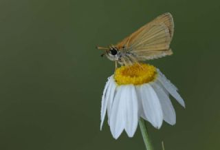 Siyah Antenli Z�pz�p&nbsp;(Thymelicus&nbsp;lineolus)