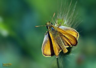 Sar Antenli Zpzp (Thymelicus sylvestris)