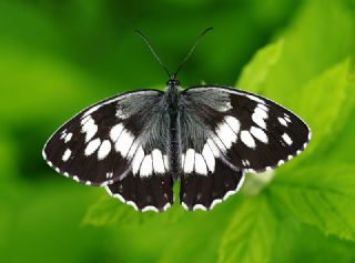 Kara Melike (Melanargia syriaca)