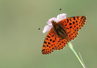 Balkan Menek�e Kelebe�i&nbsp;(Boloria&nbsp;graeca)