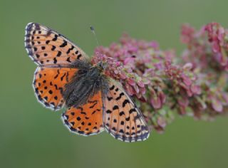 Balkan Menek�e Kelebe�i&nbsp;(Boloria&nbsp;graeca)
