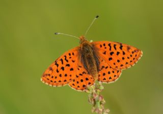 Balkan Menek�e Kelebe�i&nbsp;(Boloria&nbsp;graeca)