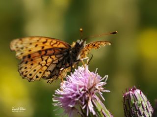 ift Noktal Brentis (Brenthis hecate)