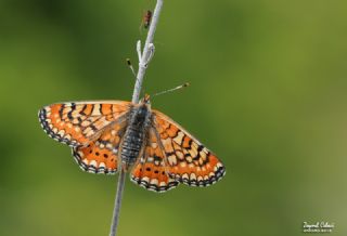G�zel Nazu�um&nbsp;(Euphydryas&nbsp;orientalis)
