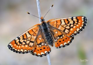 G�zel Nazu�um&nbsp;(Euphydryas&nbsp;orientalis)