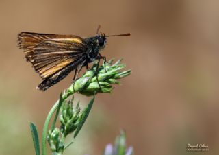 Levantin Z�pz�p�&nbsp;(Thymelicus&nbsp;hyrax)