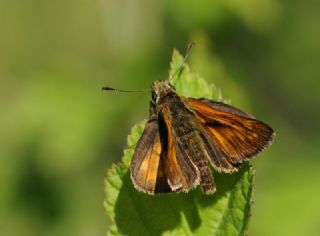 Orman Zpzp (Ochlodes sylvanus)