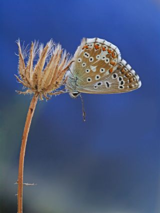 okgzl Gk Mavisi (Polyommatus bellargus)