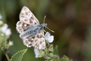 ark Zpzp (Carcharodus orientalis)