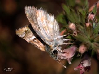 Mermer Zpzp (Carcharodus lavatherae)