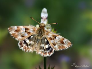 Mermer Zpzp (Carcharodus lavatherae)