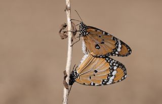 Sultan (Danaus chrysippus)
