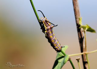 Sultan (Danaus chrysippus)