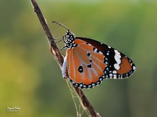 Sultan (Danaus chrysippus)