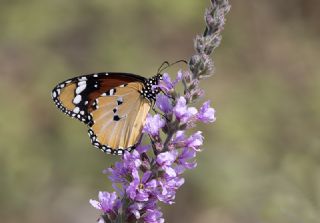 Sultan (Danaus chrysippus)