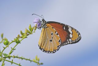 Sultan (Danaus chrysippus)