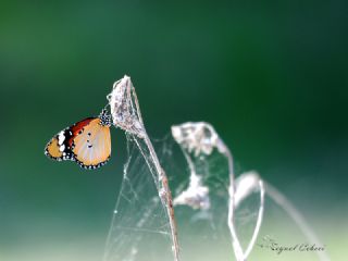 Sultan (Danaus chrysippus)