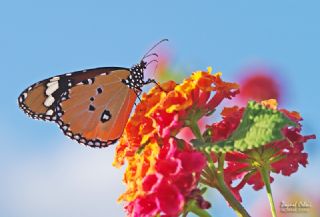 Sultan (Danaus chrysippus)