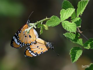 Sultan (Danaus chrysippus)